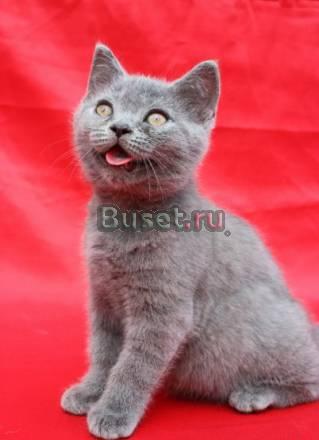 Шотландская короткошерстные котята Санкт-Петербург