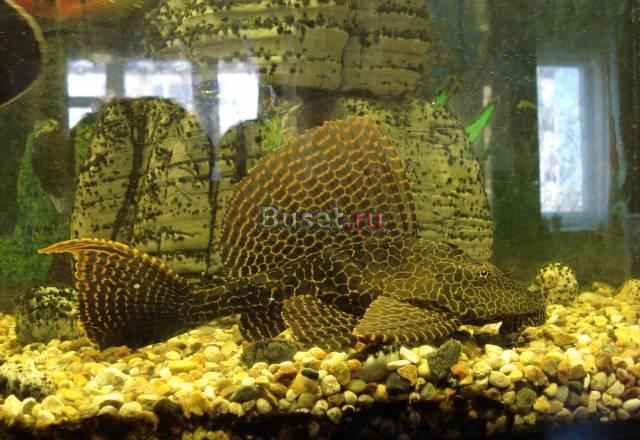 Сомик птеригоплихт Санкт-Петербург