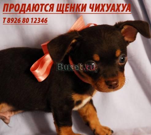 Щенок чихуахуа Москва