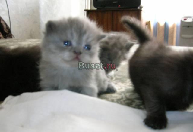 Продаются персидские котята (экзоты) Санкт-Петербург