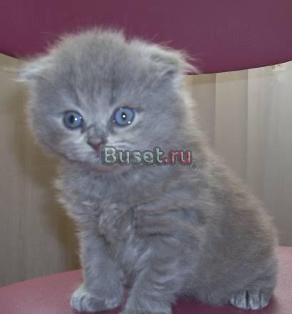 Шотландские котята Москва