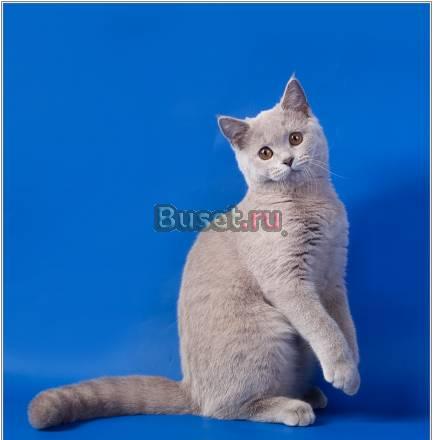 Клубные котята с документами Москва