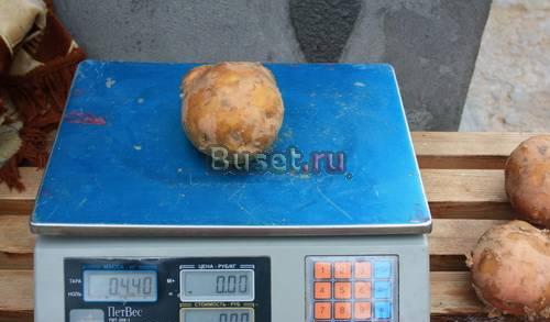 Картофель отборный, крупный молодой купим Москва