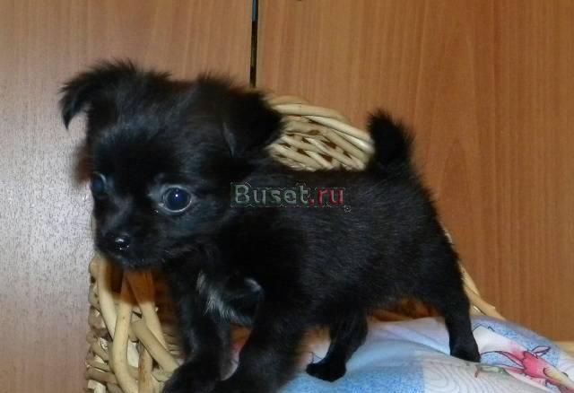 Чих по Вашей цене Москва