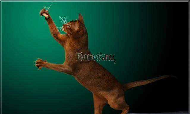 Вязка котика Москва
