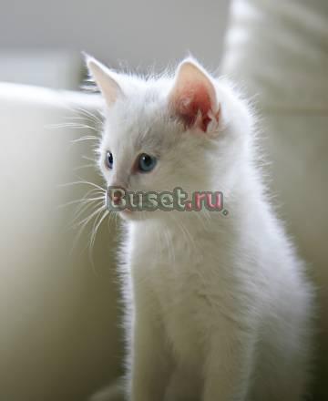 Белый котенок, приученный к туалету Москва