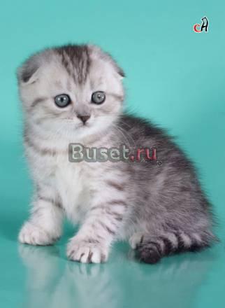Британские  котята и скотиш-фолды Санкт-Петербург
