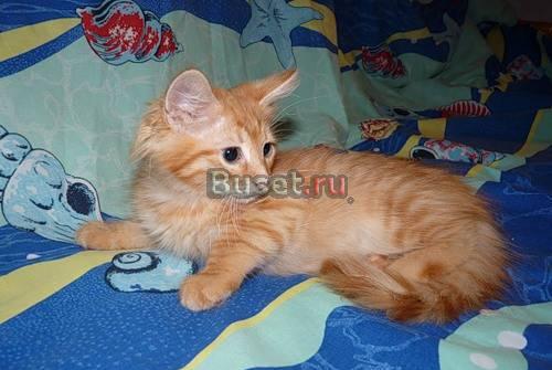 Котята, мальчики и девочки, 2,5 мес., в дар Москва