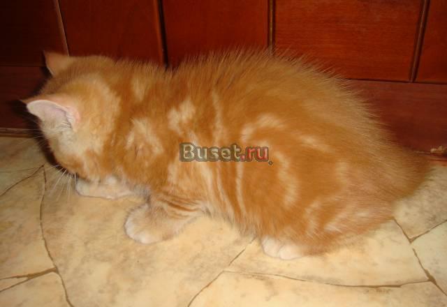 Американские экзотические котята Москва