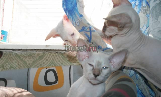 Котята Петербургского сфинкса Солнечногорск