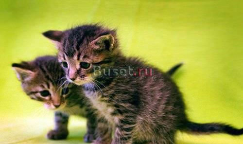 В дар  очаровательные котята Москва