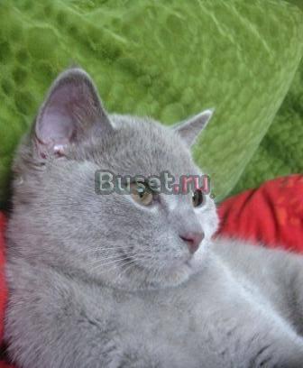 Клубные британские котята Москва
