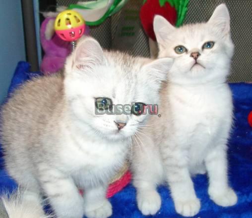 Выставка-продажа котят ВВЦ 1 павильон Москва