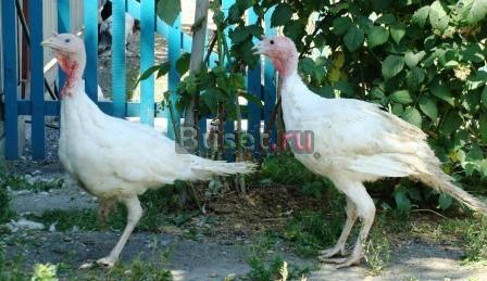 Индюшата, цесарята Челябинск