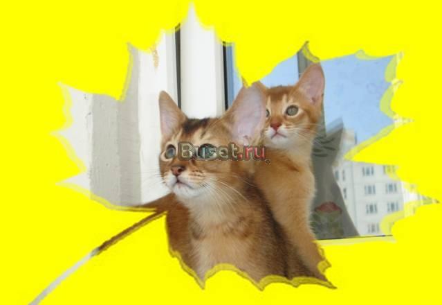 Абиссинские котята - реальные 3 мес Москва