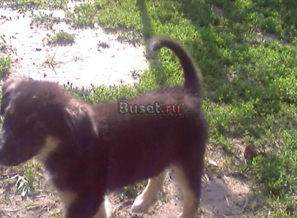 Щенок русско европейской лайки Волгоград