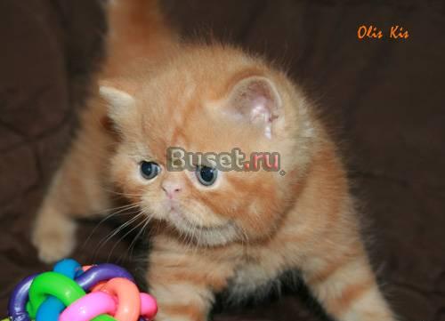 Экзотические котята Москва