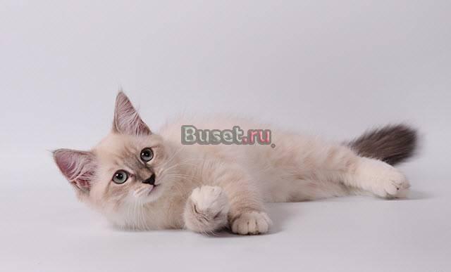 Кистеухая невская маскарадная красавица Москва