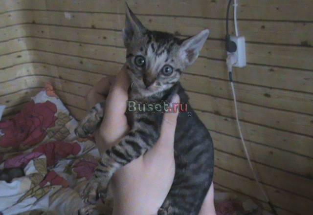 Котенок корниш рекс Москва