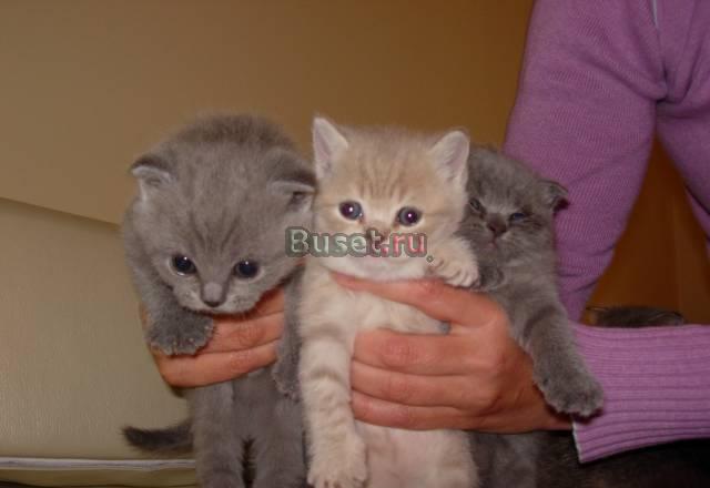 Шотланские кошечки Красноярск