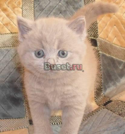 Продаются британские короткошерстные котята Тихвин