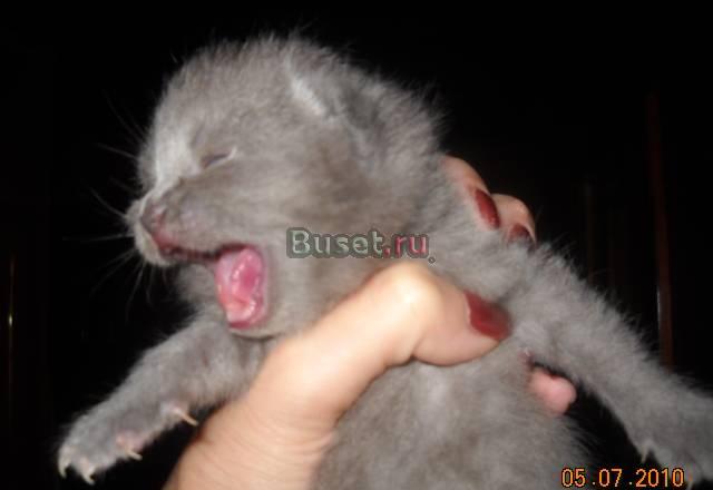 Шотландские котятки (голубые, шоколадные) Москва