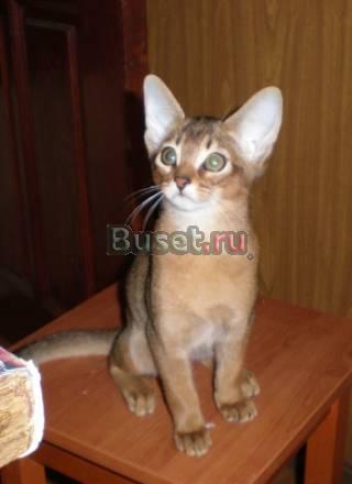 Xxx Абиссинские котята от 13 000  xxx Москва