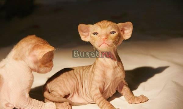 Корниш рекс Котята - Верные Друзья Москва