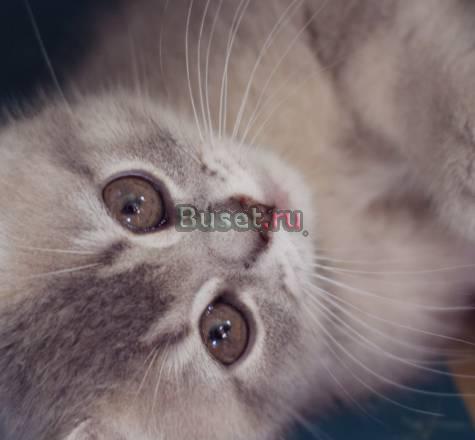 Чистокровные британские котята -питомник Санкт-Петербург