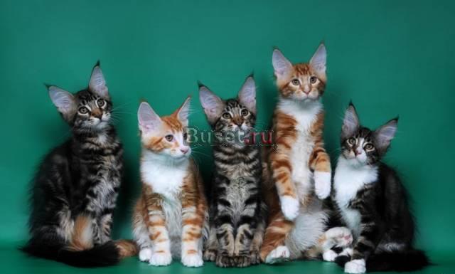 Котята мейн кун Москва