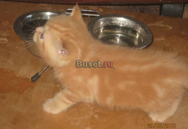 Канадский сфинкс, пойнтовые котята Екатеринбург