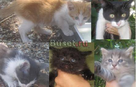 Котята в добрые руки Уфа