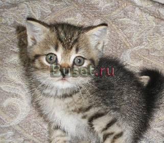 Шотландский  котенок Тайгер Москва