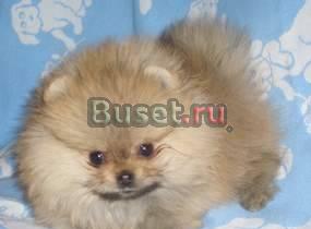 Померанские шпицы Москва