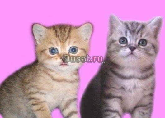 Британские и Шотландские котята серебристые и золо Москва