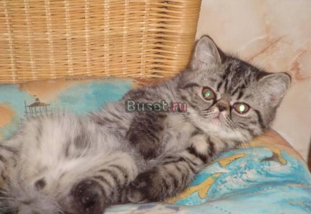 Котик 2мес.- экзот плюшевый Москва