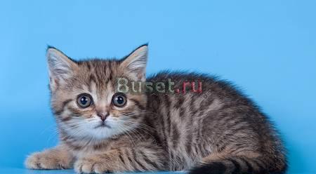 Шотландские (фолд и страйт) котята Москва