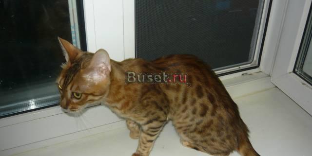 Бенгальская кошка Москва