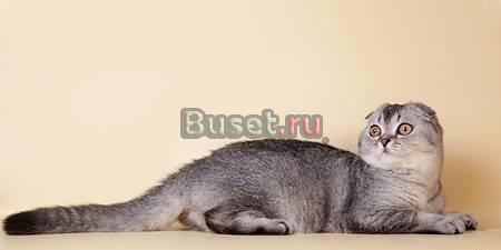 Шотландский вислоухий котик Москва