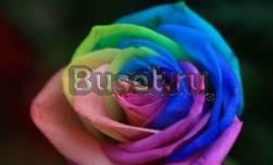 Студентам дипломы и курсовые Санкт-Петербург