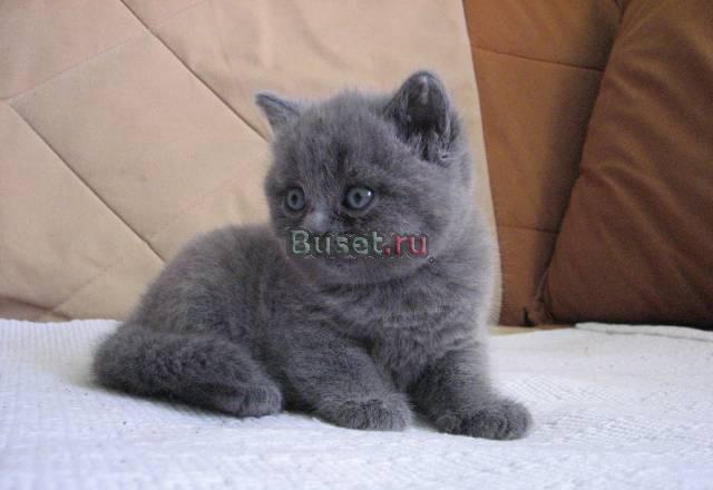 Кошечка шотландка прямоухая голубого окраса Химки