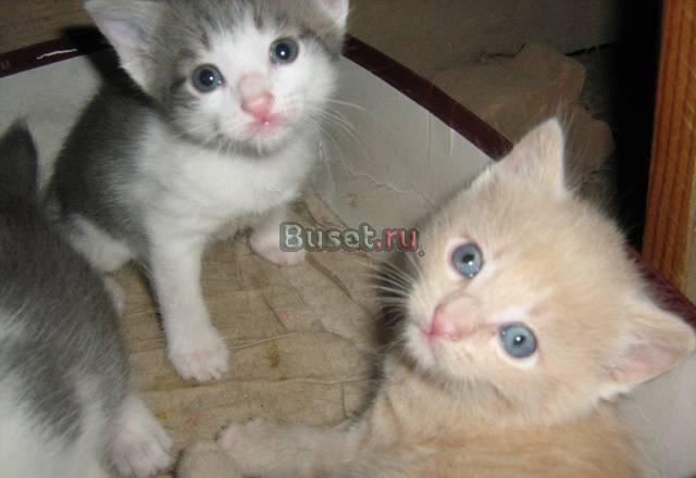 Котята Казань
