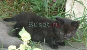 Котенок 1,5 месяца в дар Москва