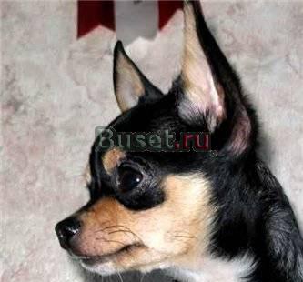 VIP - Чихуахуа Микро, мини от Чемпиона Москва