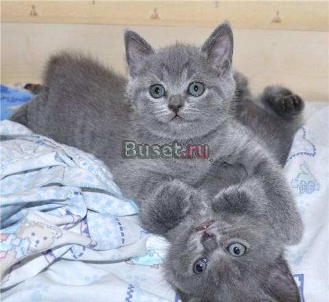 Британские котята от чемпионов ждут вас Москва