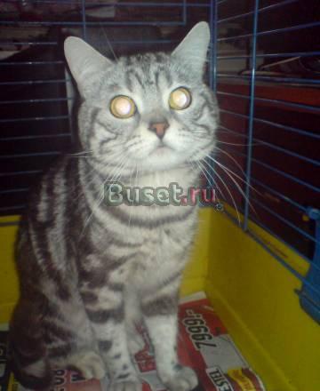 Продам Британского кота Москва
