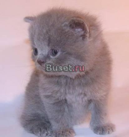 Шотландские котята (помесь). Торг Санкт-Петербург