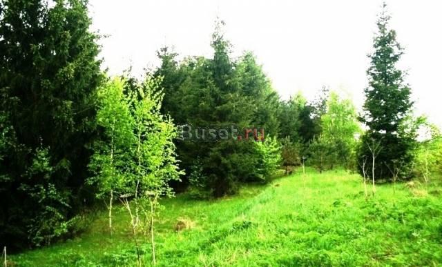 Участок с еловым лесом 12 км по Киевскому шоссе Москва