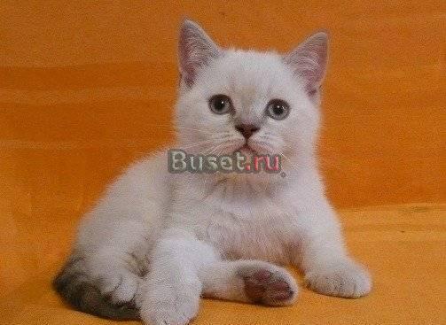 Лиловый линкс-пойнт кошечка Санкт-Петербург