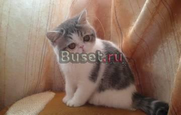 Котик Экзотик Москва